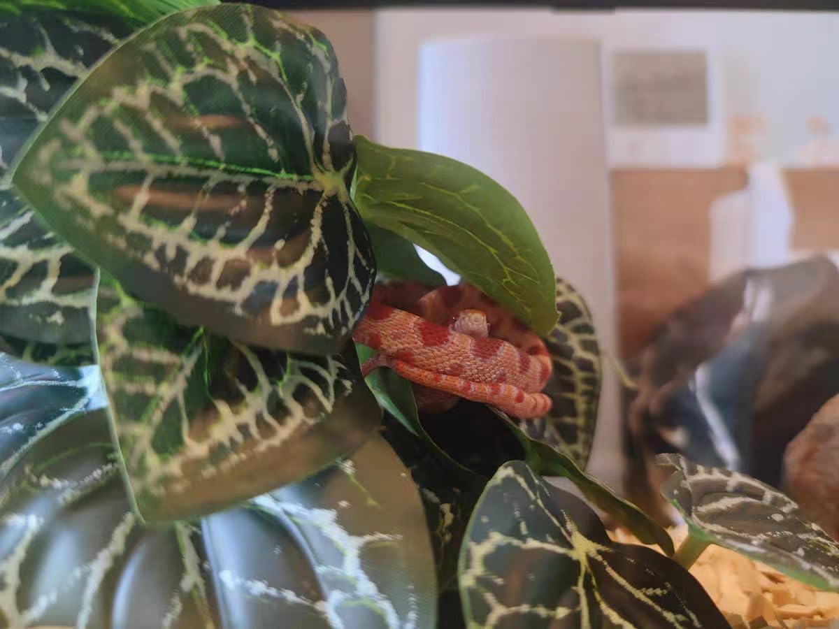 Reptile Plants for Terrarium,Amphibian Habitat Decor,Artificial Plants for Gecko Chameleon Snake Tortoise Bearded Dragon Tank Accessories with Base(Anthurium Crystallinum)