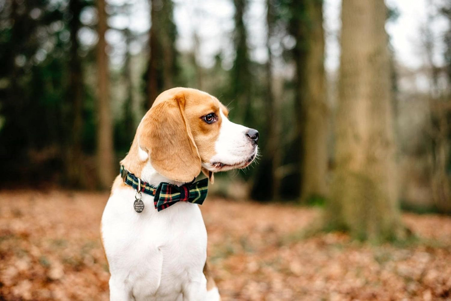 Lionet Paws Christmas Dog Collar with Bowtie Durable Adjustable Handmade Comfortable Bow Tie Dog Collar Green with Metal Buckle for Large Dogs,Girl Boy,Party,Festival,Holiday Style,Neck 16-24in