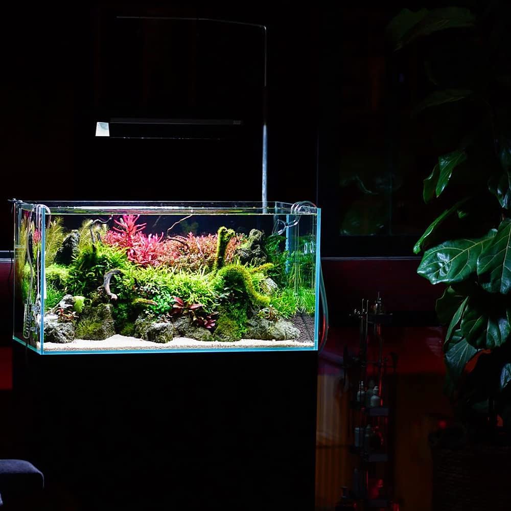 SubstrateSource Live Aquarium Stem Plants - Freshwater Aquatic Plant for Fish Tanks, Aquascaping - (Rotala Rotundifolia Orange Juice, 1 Bunch)