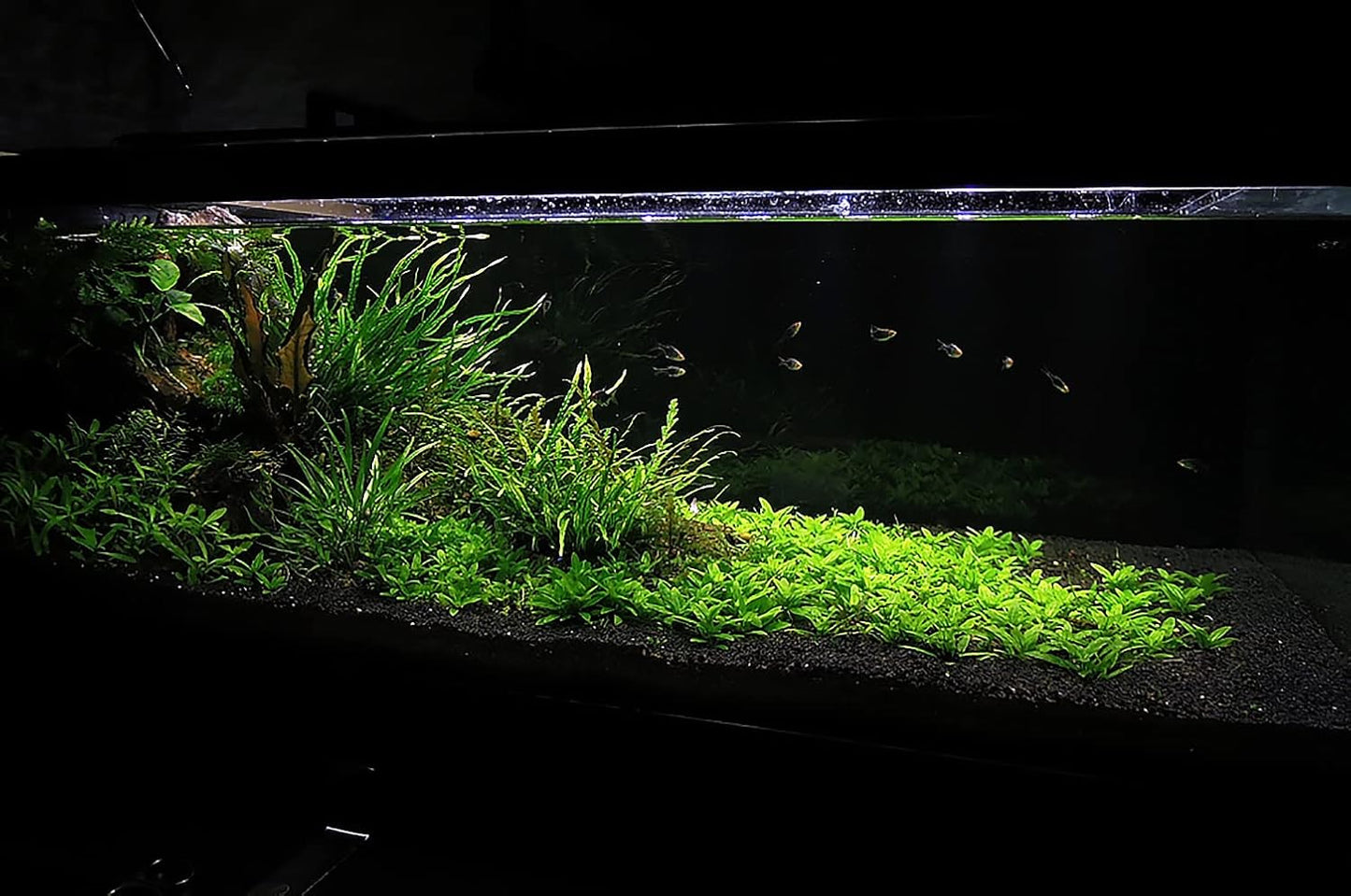 Ultum Nature Systems Controsoil - Freshwater Aqua Soil Substrate for Fish, Shrimp, Live Plant Propagation and Aquascaping - 6.8pH Low Ammonia, Volcanic Ash - Black, Fine (1 Liter | 2LB)