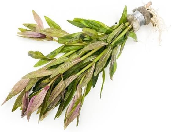 SubstrateSource Live Aquarium Stem Plants - Freshwater Aquatic Plant for Fish Tanks, Aquascaping - (Limnophila Aromatica, 4 Bunches)