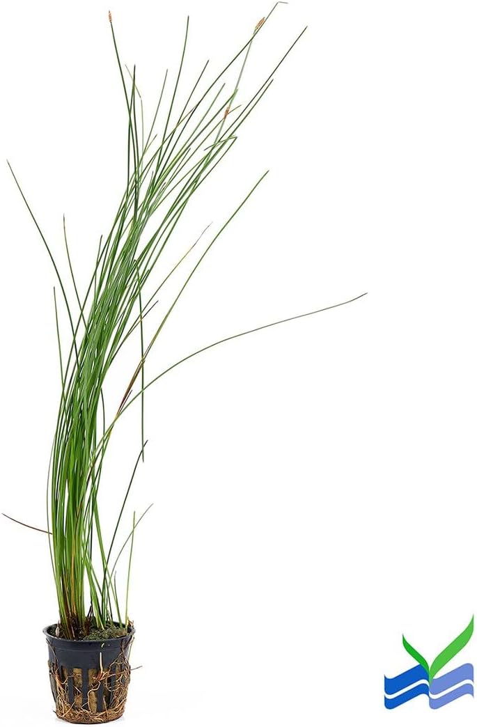 Aquarium Plants Discounts Potted Tall Hairgrass by AquaLeaf Aquatics - Easy Aquatic Live Plant- (Potted Tall Hairgrass, 3 Pack)