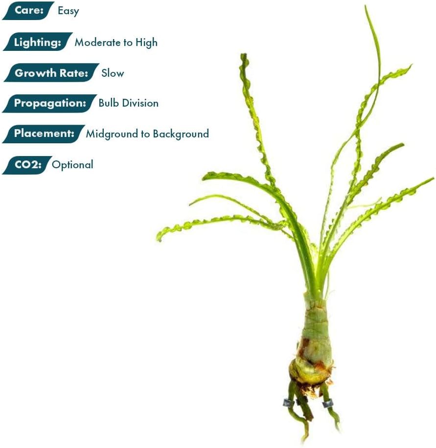 SubstrateSource Crinum Calamistratum Live Aquarium Plant – African Onion Plant, Slow-Growing Freshwater Aquatic w/Curly Green Leaves for Planted Tanks, Background or Midground Tank Placement - Bulb