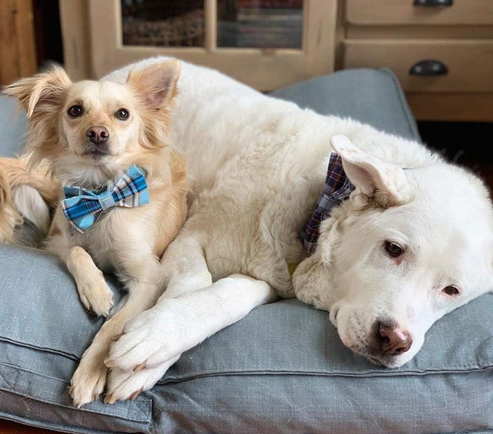 Lionet Paws Boy Dog Collar with Bowtie, Comfortable Adjustable Cute Blue Plaid Bow Tie Collar for Male Dogs Gift, XLarge, Neck 16-26 inches