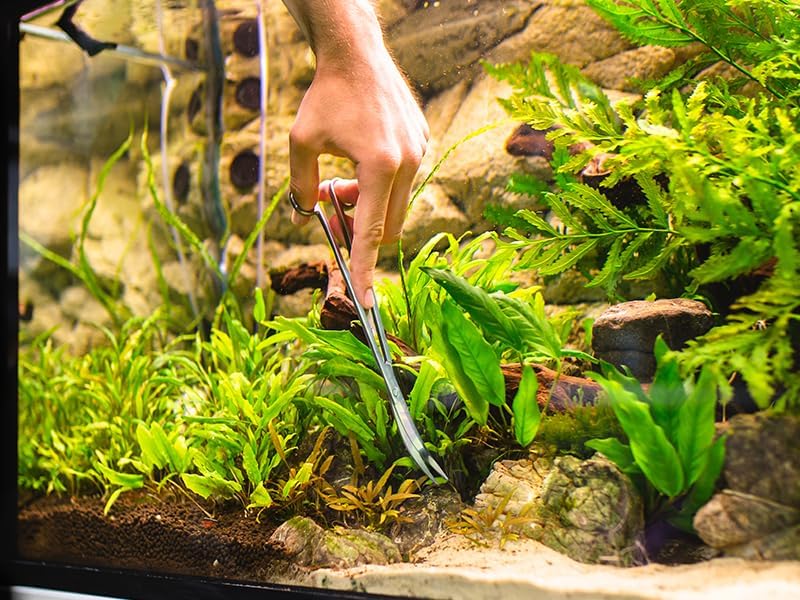 Long Aquarium Scissors for Plants 9.8 inches, Aquascaping Scissors Curved, Aquarium Plant Trimmer, Aquascape Tools, Terrarium Tools for Plants