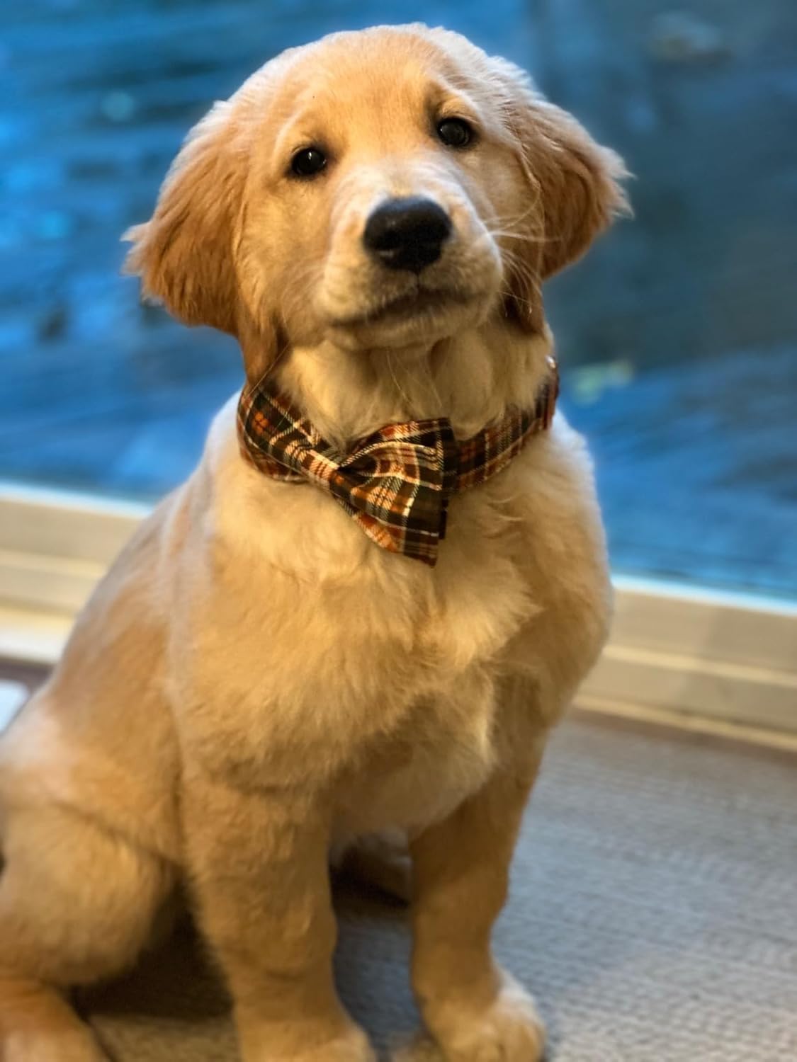 Lionet Paws Halloween Dog Collar with Bowtie - Cute Cotton Adjustable Fall Bowtie Dog Collar with Metal Buckle for Small Medium Large Dog Girl Boy Gift, XL, Neck 16-26in