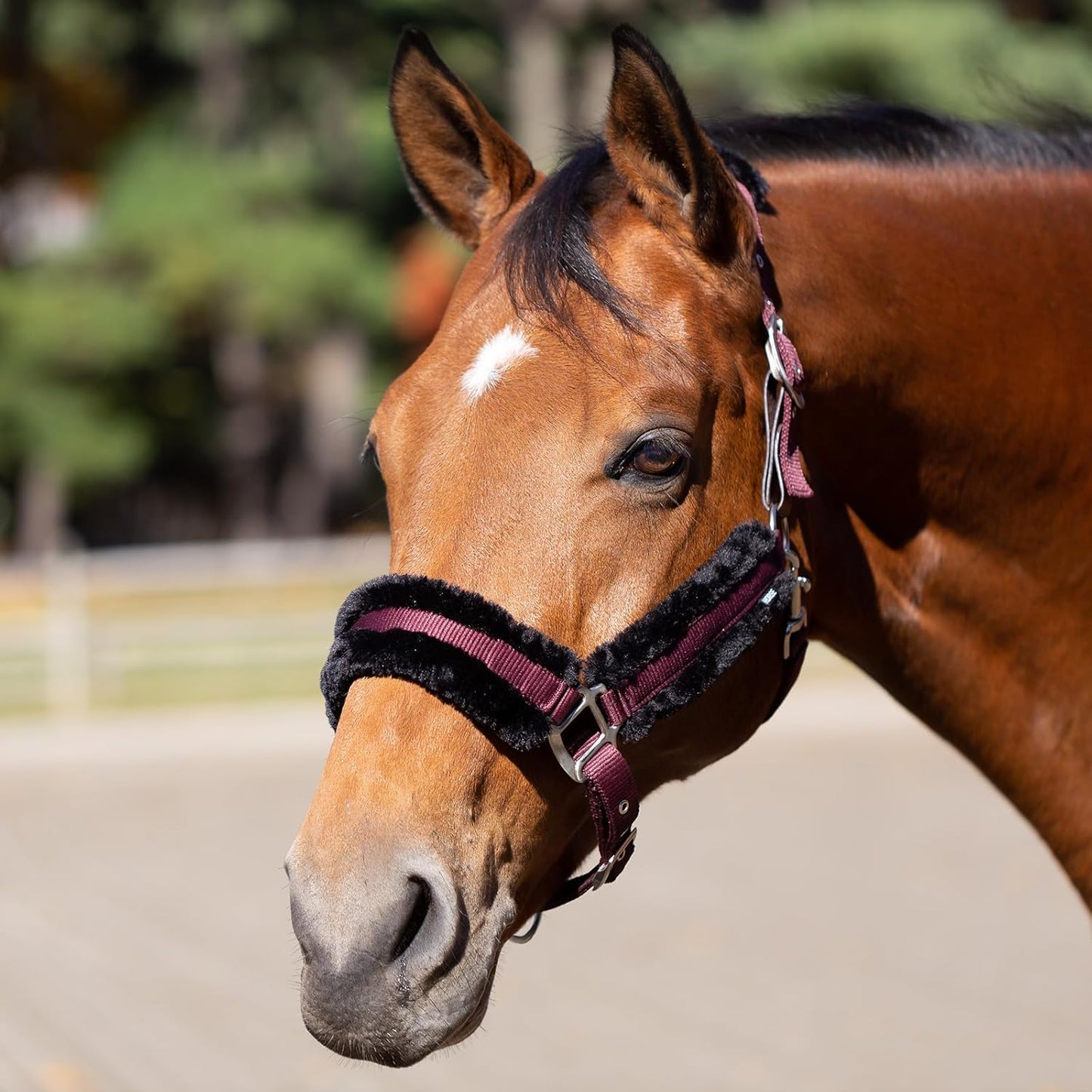 Equinavia Valkyrie Soft Ultra Fleece Padded Adjustable Breakaway Horse Halter - Wine Red/Black - Cob