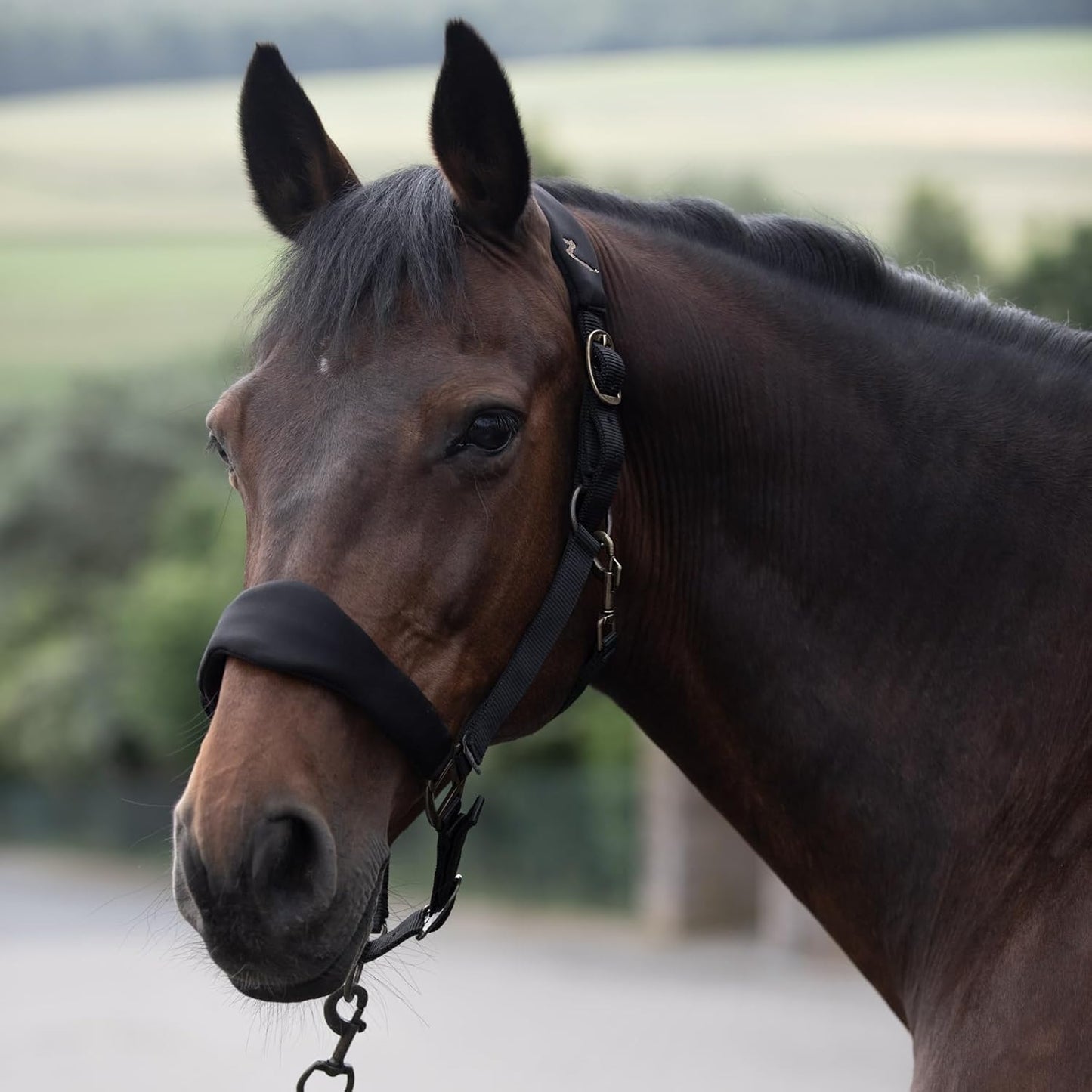 HORZE Graz Fleece Padded Halter - Black - Horse