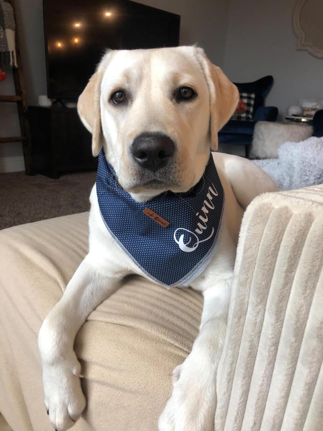 Lionet Paws Dog Bandana for Small Medium Large Dogs, Cat Kerchief Blue DOIT, Triangle Bibs Scarf for Girl or Boy