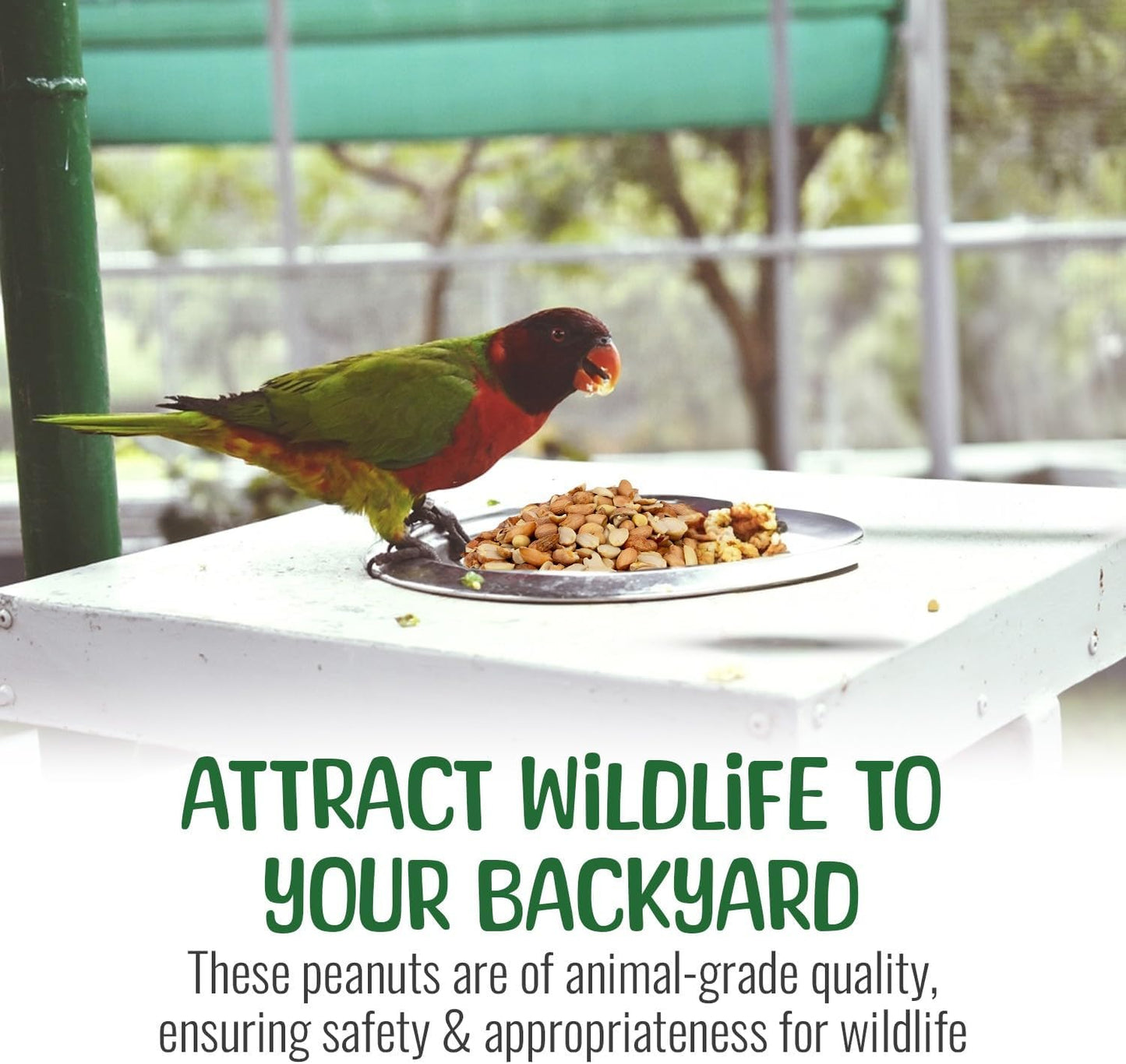 Premium Quality Raw Out of Shell Peanuts - 1 Pound - Shelled Peanuts for Birds – Wildlife Quality - Food for Squirrels, Deer, Birds, and Other Wildlife Animals – Grown in The USA