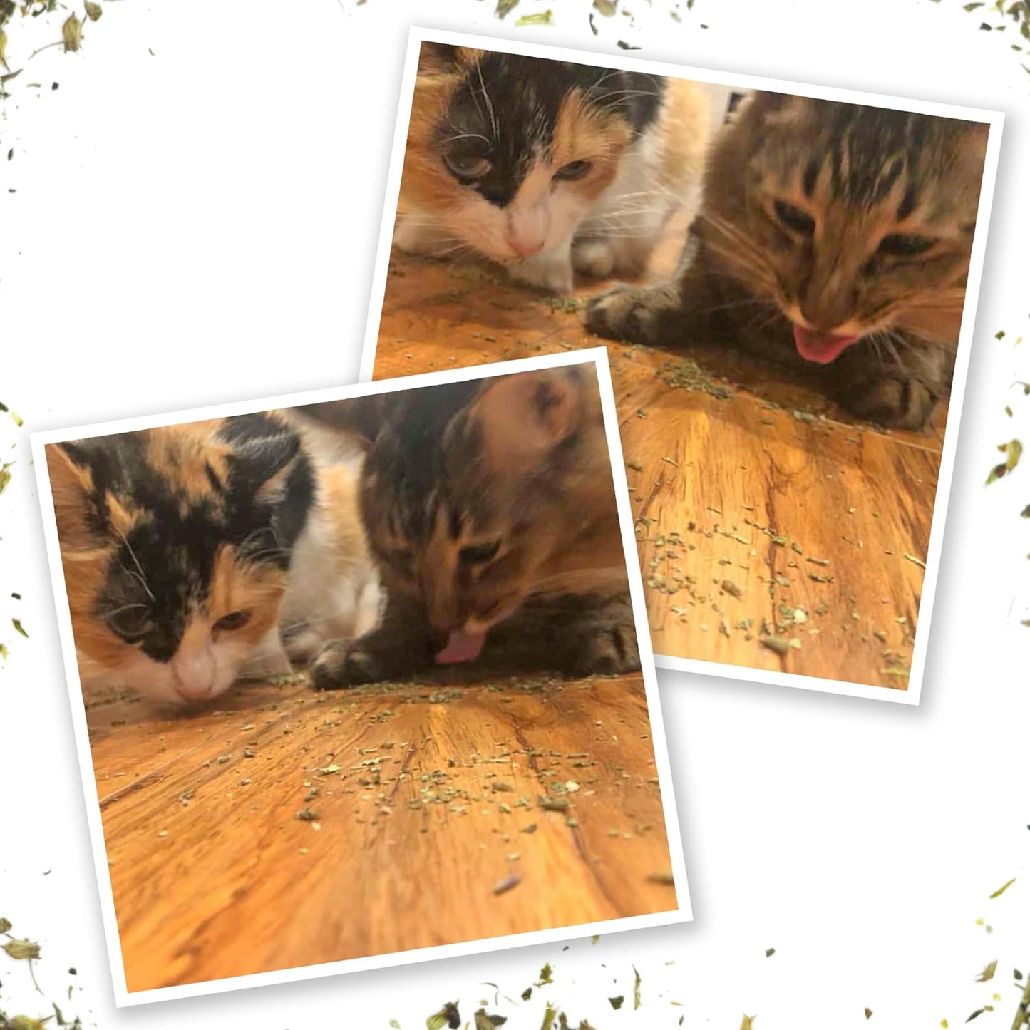 Meowijuana® Kalico Kush - Valerian Root and Catnip Blend - Large Bottle