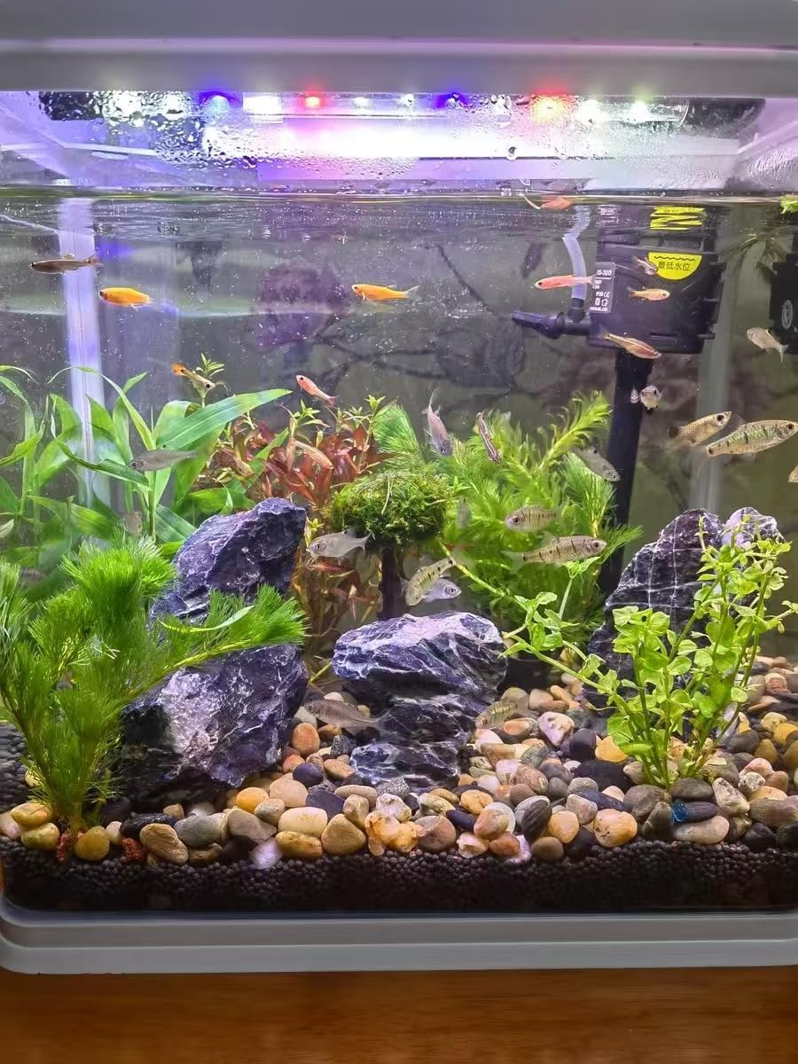 Aquarium Rocks Seiryu Stones Natural Hardscape Stone for Aquariums, Fish Tanks, Bonsai, Terrariums, Wargaming Dioramas, Indoor or Outdoor Gardens-5Lb(2-6 Inch)