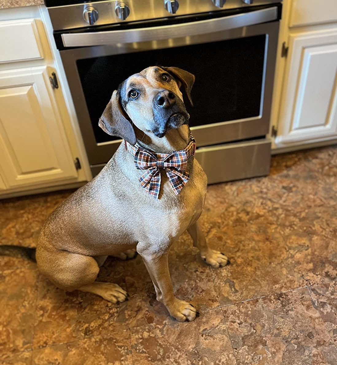 Lionet Paws Halloween Dog Collar with Bowtie - Cute Cotton Adjustable Fall Bowtie Dog Collar with Metal Buckle for Small Medium Large Dog Girl Boy Gift, M, Neck 13.5-22in