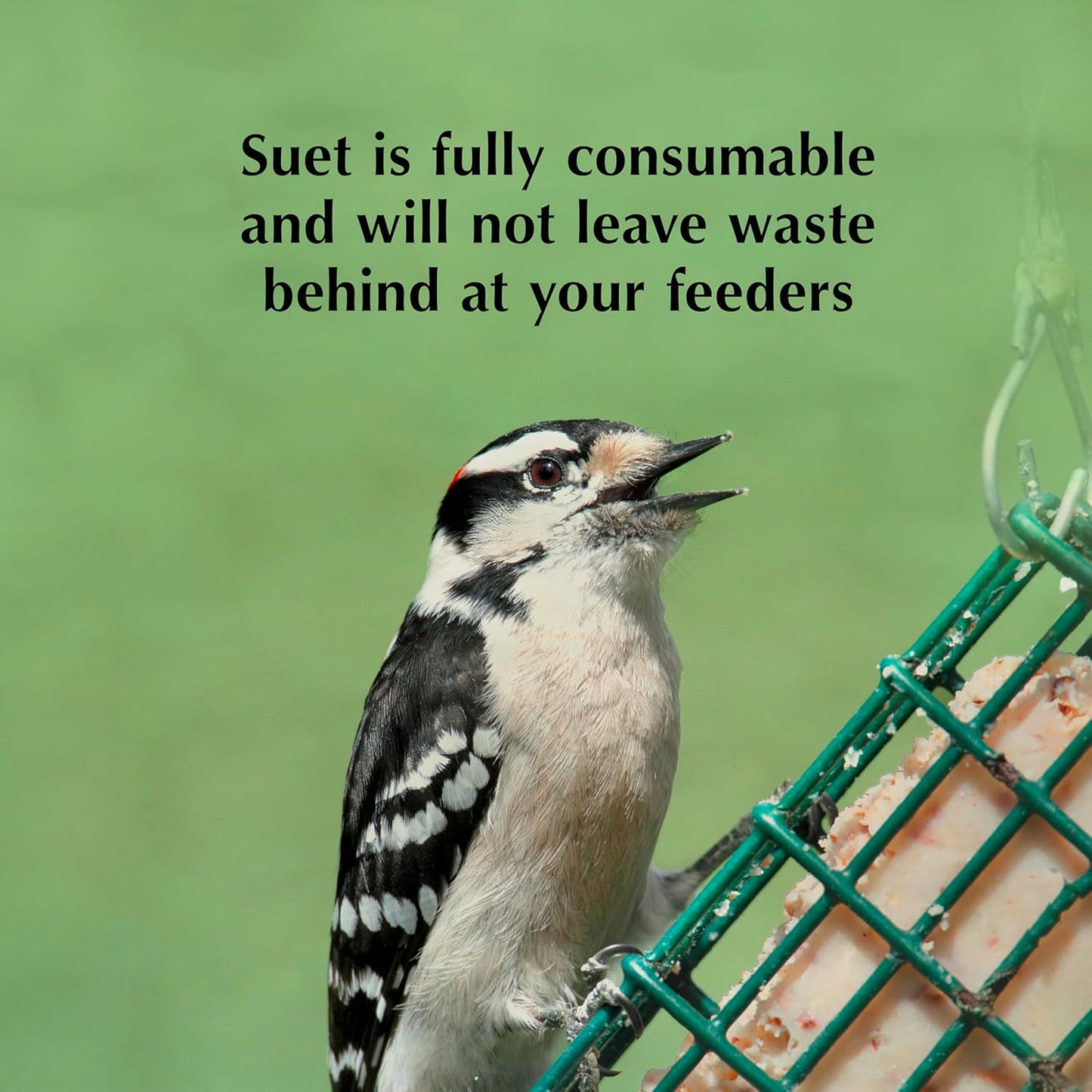 C&S Oriole Delight No Melt Suet Dough 11.75 Ounces 8 Pack