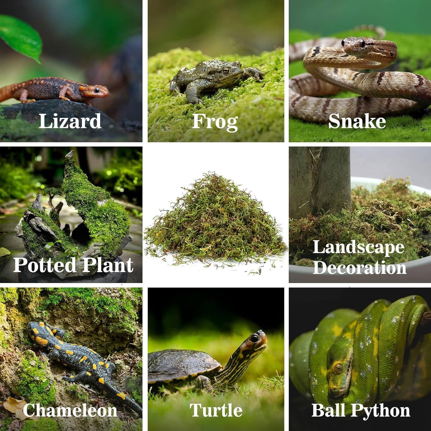 Sukh Sphagnum Moss for Reptiles -Terrarium Moss for Reptiles Peat Moss for Reptiles Habitat Bedding Moss for Snakes Turtle Frog Gecko and Other Reptiles Substrate (15.8, Ounces)