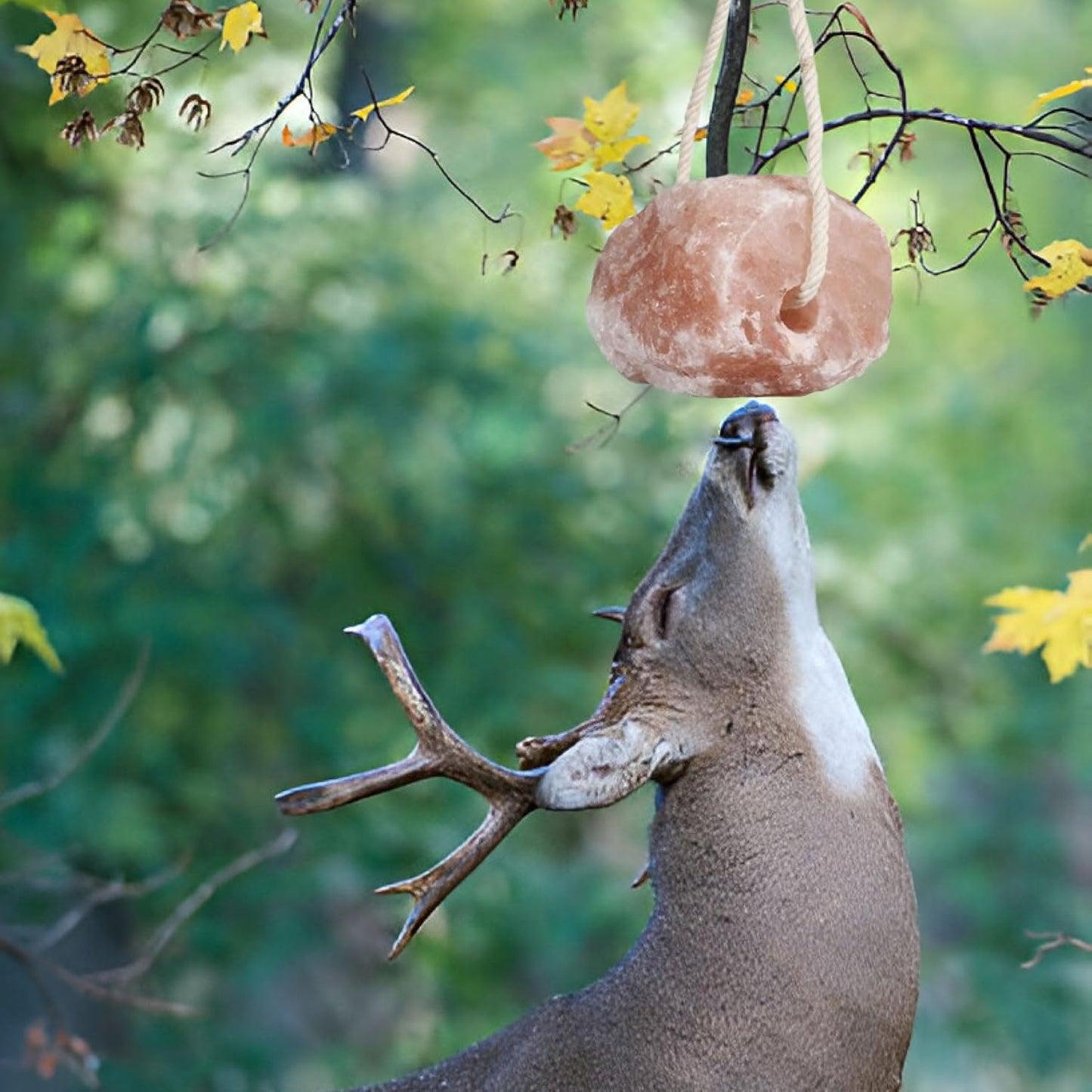 Horse Salt Lick 6lb on Rope for Horse