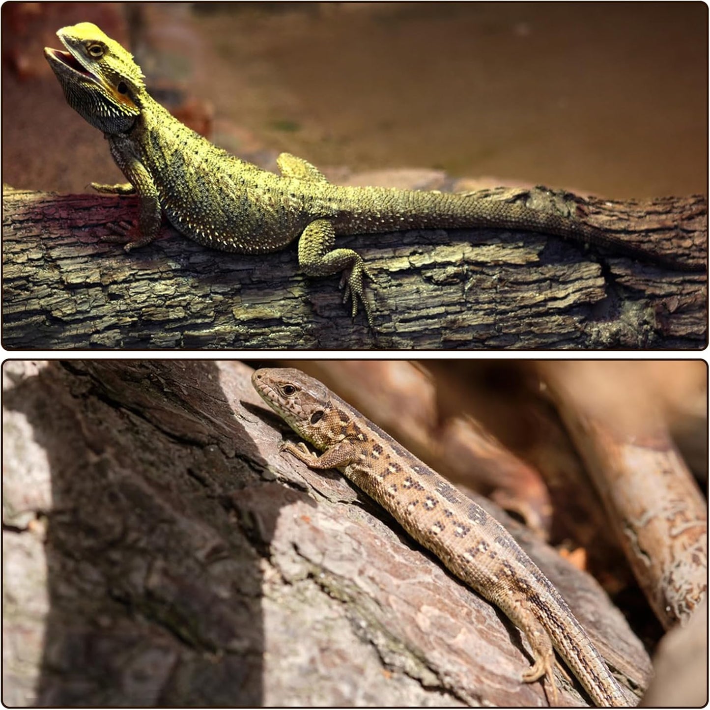 RHBLME 6 Pack Cork Bark for Reptiles, 11.8" L x 7.8" W Cork Bark for Terrarium, Reptile Tank Background Terrarium Backdrop Wall Decor Natural Reptile Climbing Mat