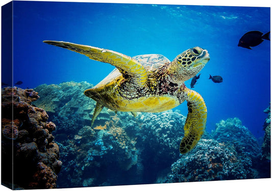 wall26 Canvas Print Wall Art Vibrant Ocean Underwater Swimming Turtle Nature Animals Photography Realism Rustic Scenic Landscape Wilderness Earth Colorful for Living Room, Bedroom, Office - 32"x48"
