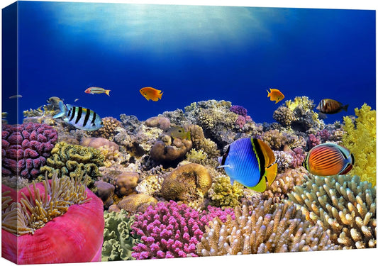 wall26 Canvas Print Wall Art Vibrant Coral Reef Anemone Fish Ecosystem Nature Animals Photography Realism Rustic Scenic Landscape Wilderness Earth Colorful for Living Room, Bedroom, Office - 16"x24"