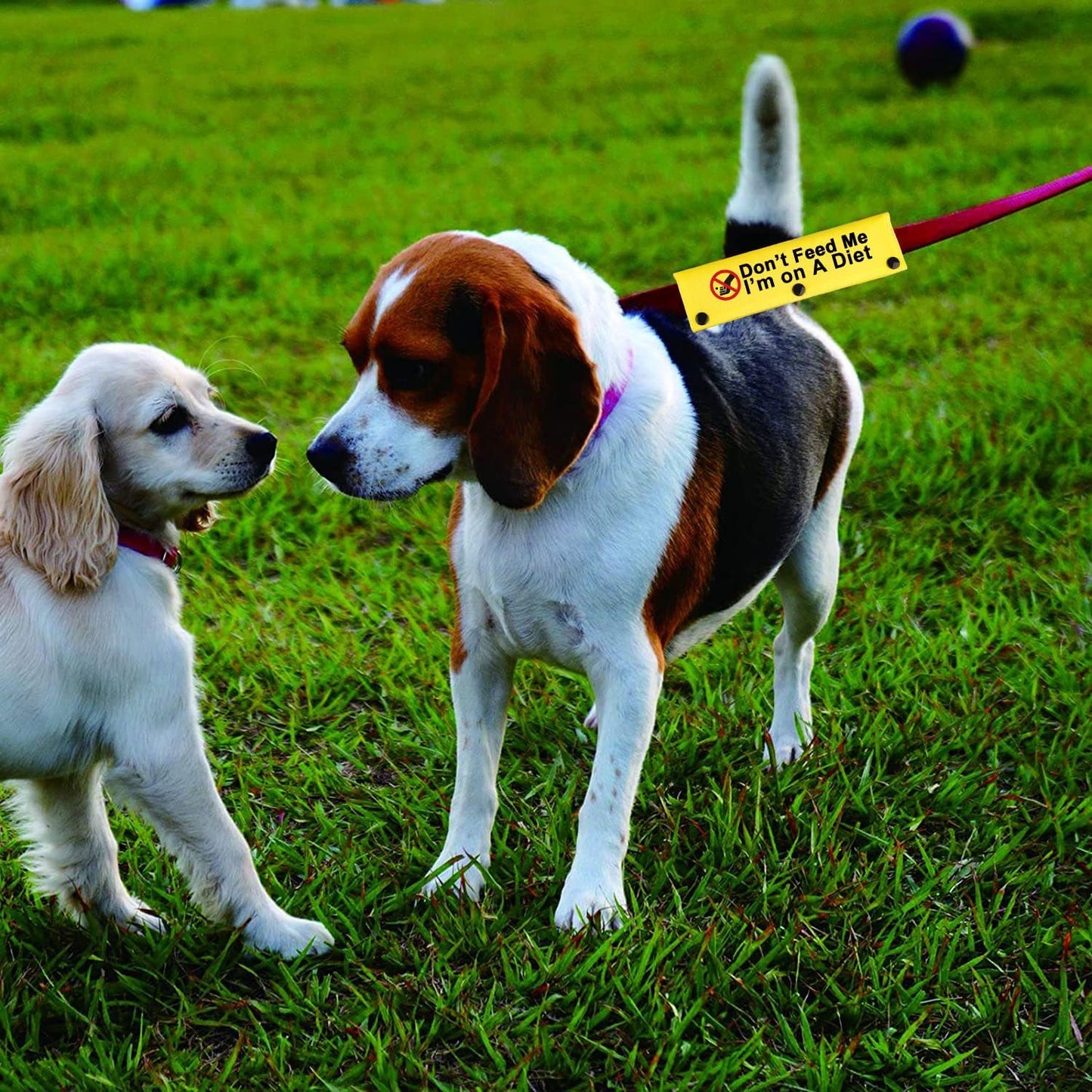 Funny Dog Leash Sleeve Don’t Feed Me I’M On A Diet Dog Leash Wrap Sleeve Alert Tag Pet Birthday Gift (Don’T Feed Me-YE Sleeve)