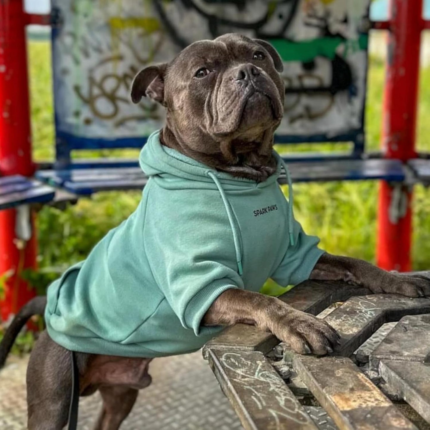 Spark Paws Dog Hoodie – Premium Dog Sweater for Small, Medium, and Large Dogs | Warm Outfits for French Bulldogs, Pitbull, Puppy, Winter Jacket Alternative - Teal - M