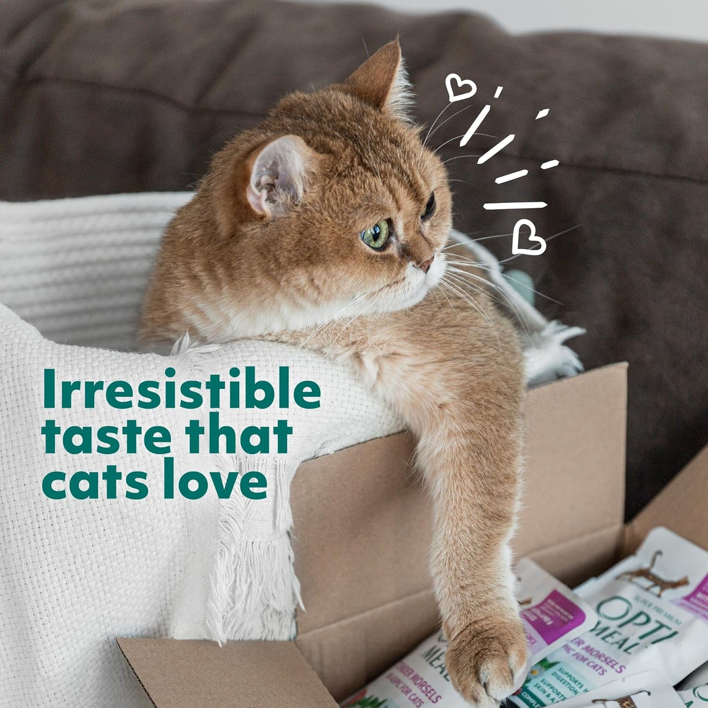 OPtimeal Skin & Sensitive Stomach Cat Food - Proudly Ukrainian - Healthy Cat Food Dry Recipe for Skin & Digestive Support, Tasty Dry Cat Food for Pets (8.8 lbs, Salmon & Brown Rice)