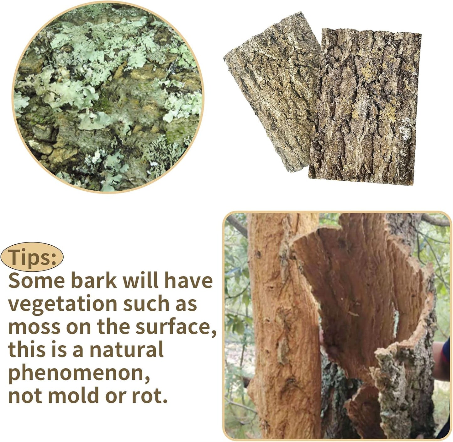 Fhiny 2 PCS Cork Bark Background, 11.6" x 7.7" Natural Cork Bark for Reptiles Tank Backdrop Reptile Climbing Wall Terrarium Decor Accessories for Turtle Beared Dragon Chameleon Snake