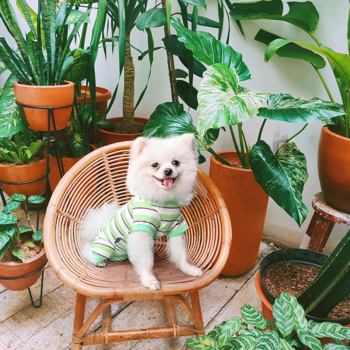 TONY HOBY Dog Pajamas, Male Dog Jumpsuit with Green Stripe, Dogs Clothes for Small Medium Size Dogs (Green&White, Boy, M)