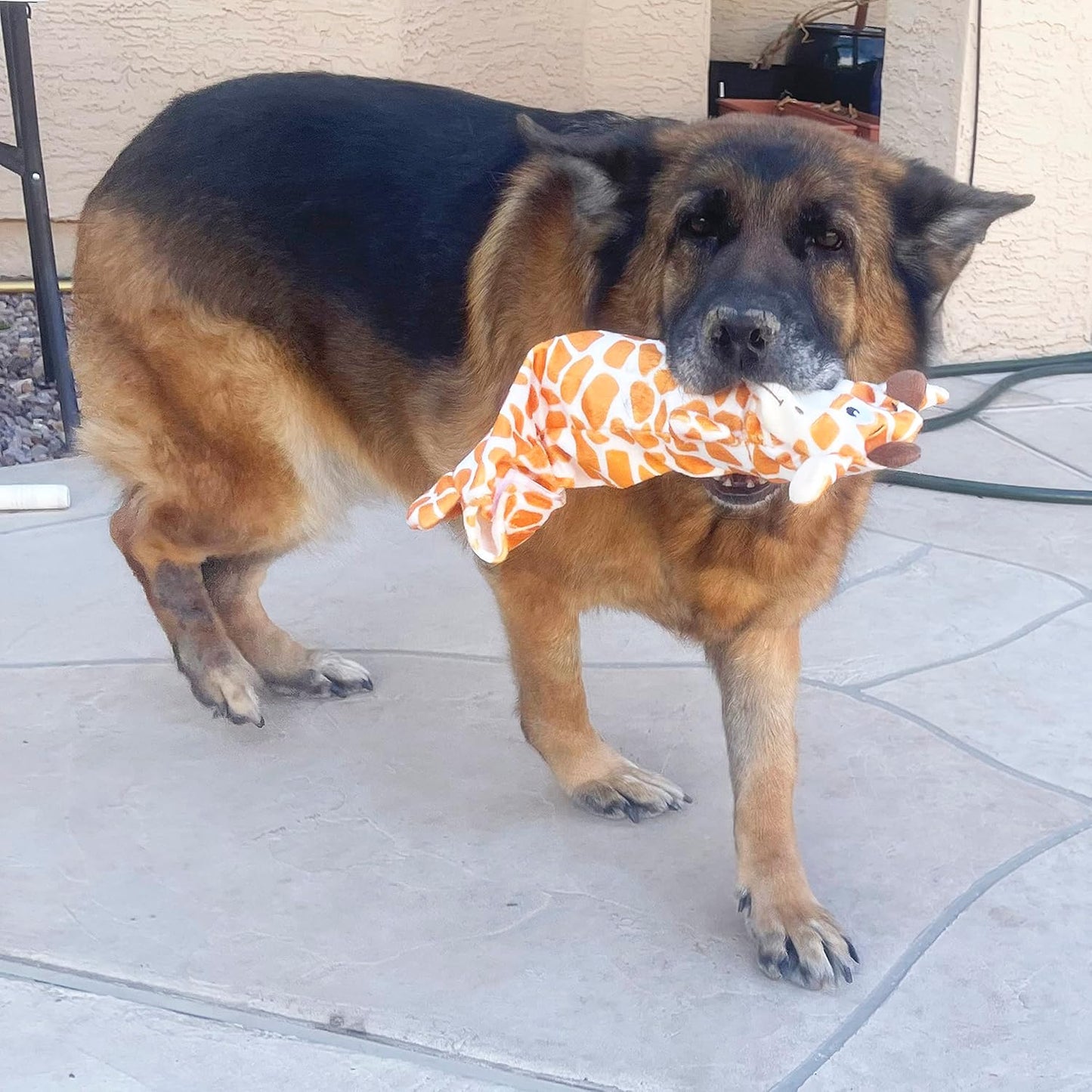 Jalousie 5 Pack Stuffingless Dog Squeaky Toys Dog Toy w/Durable Liner No Stuffing Dog Toy - Dog Toys Crinkle Paper Squeaker Toy for Medium Large Dogs (5 Pack - w/Bottle Insert Pouch)