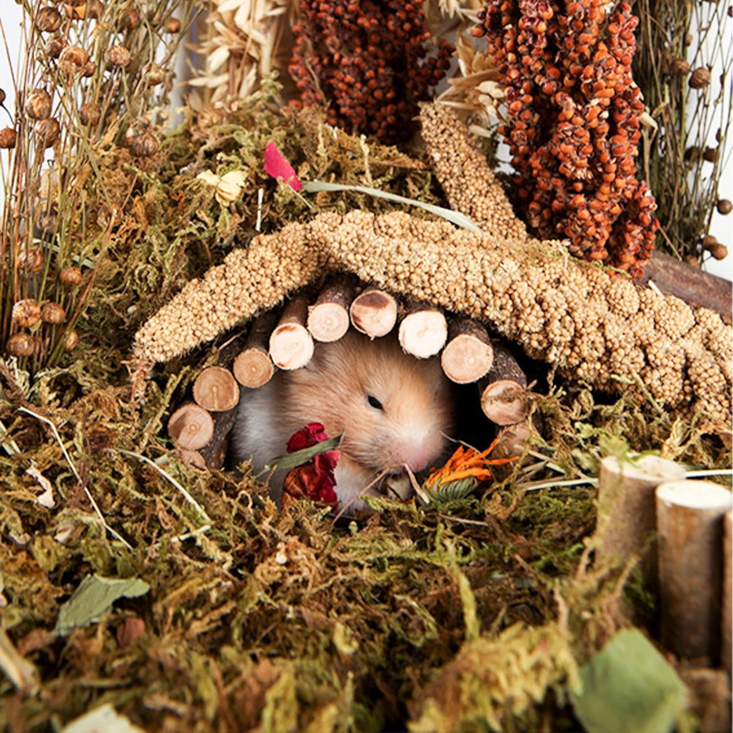 Natural Ear of Grain Flower&Herb Bedding Mate Habitat Decor, Adding Fun Hamster Accessories for Hamsters Gerbils Lemming