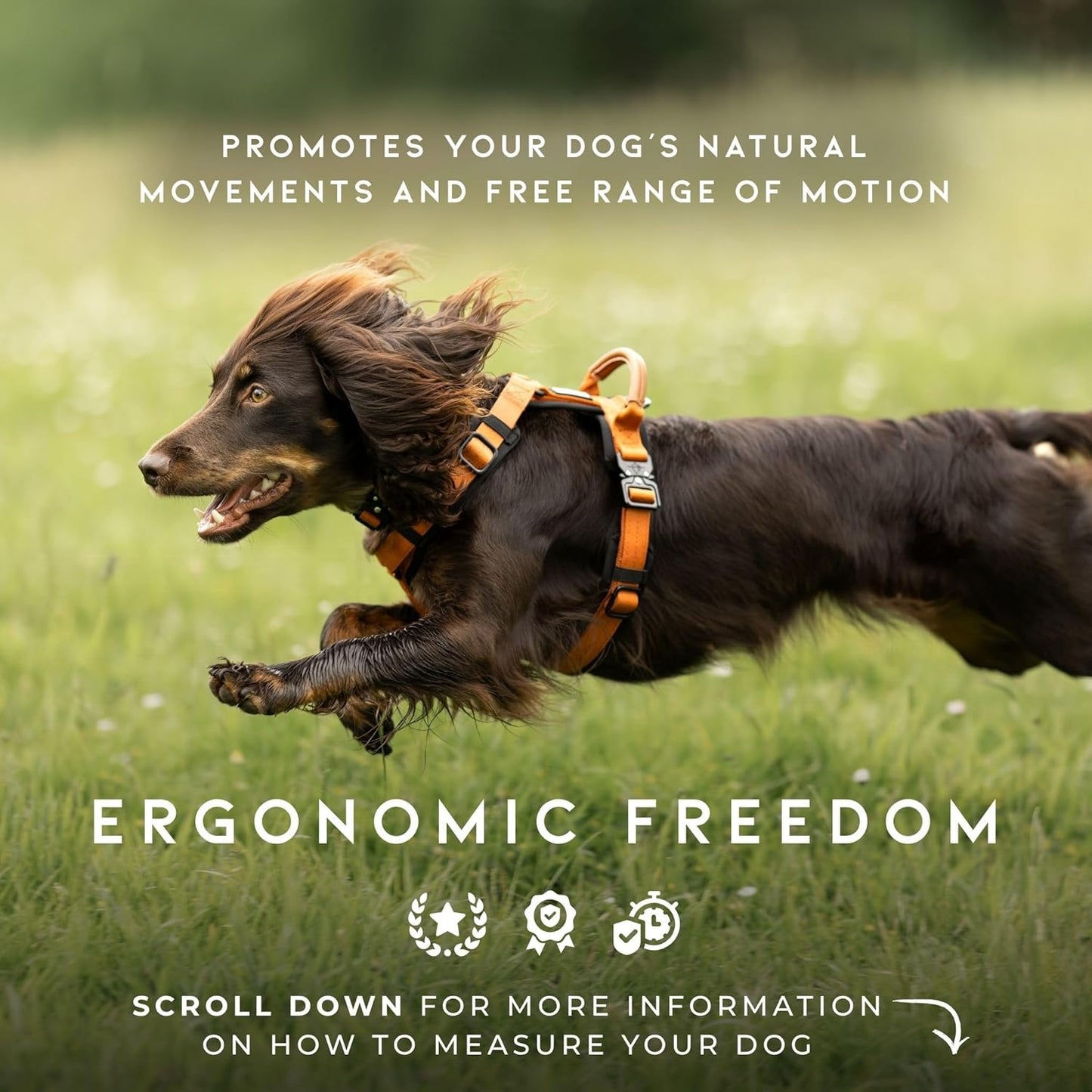 MADE TO ROAM Premium Explorer Harness - Y-Shaped Dog Harness with Adjustable Durable Nylon, Soft Padding, Metal Buckles and Leather Handle for Small, Medium, Large Dogs (Florida Seaside, Size 1)