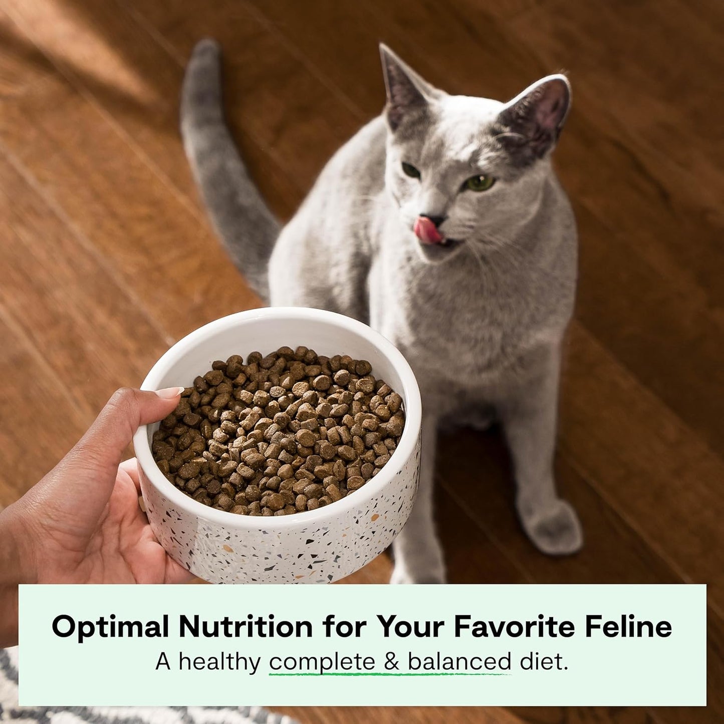 Open Farm, Grain Free Dry Cat Food, High-Protein Kibble for a Complete & Balanced Diet, Non-GMO Fruits & Vegetables, Prebiotic Fibers to Support Digestion, Pasture-Raised Lamb Recipe, 8lb Bag