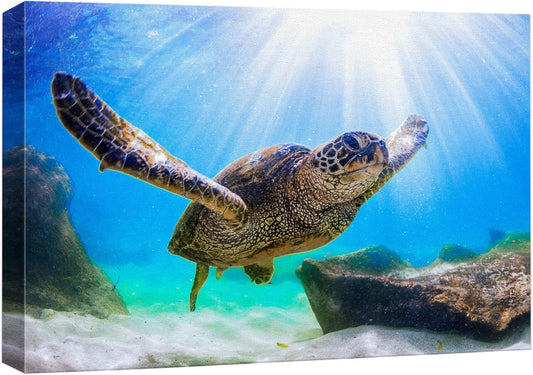 wall26 Canvas Print Wall Art Sunlight Ray Tropical Turtle Swimming Ocean Nature Animals Photography Realism Rustic Scenic Landscape Wilderness Colorful for Living Room, Bedroom, Office - 24"x36"